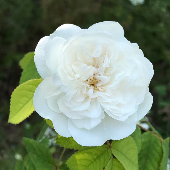 E5898df6 acf4 41ef 9d9f 5f6d41ed8330