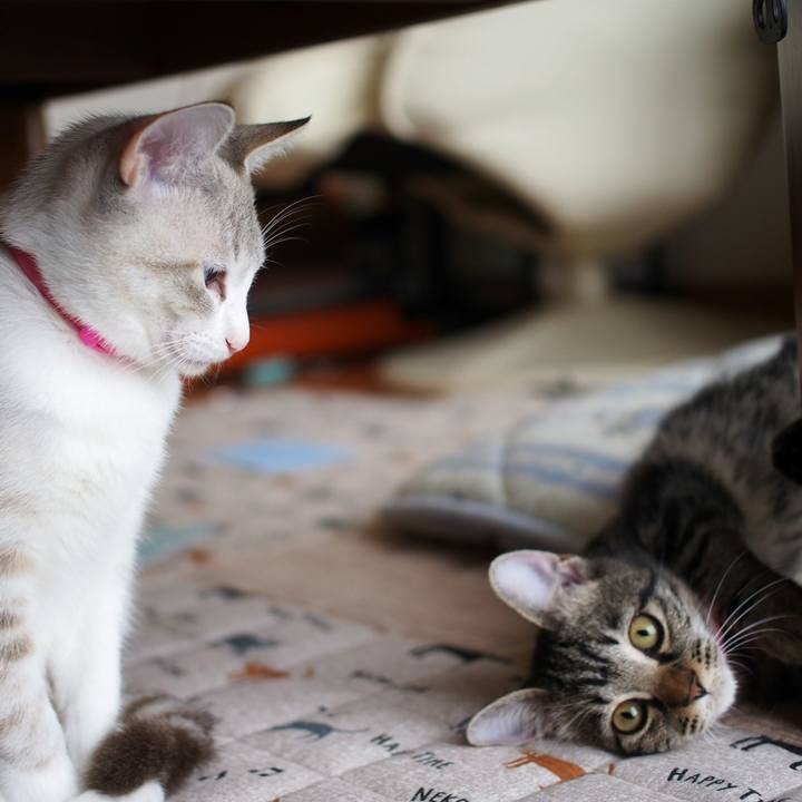 E59d2568 9541 4988 b404 8d5ad268d085