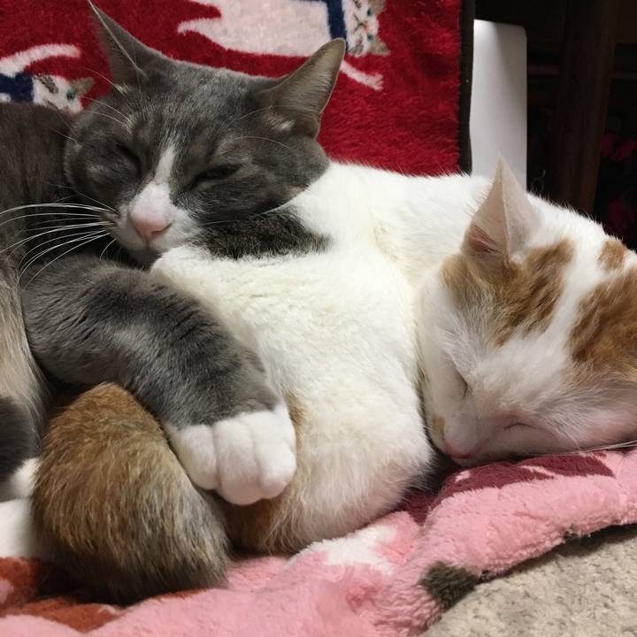 E5be3a56 09eb 4f6c a9d7 0f0b893c86e2