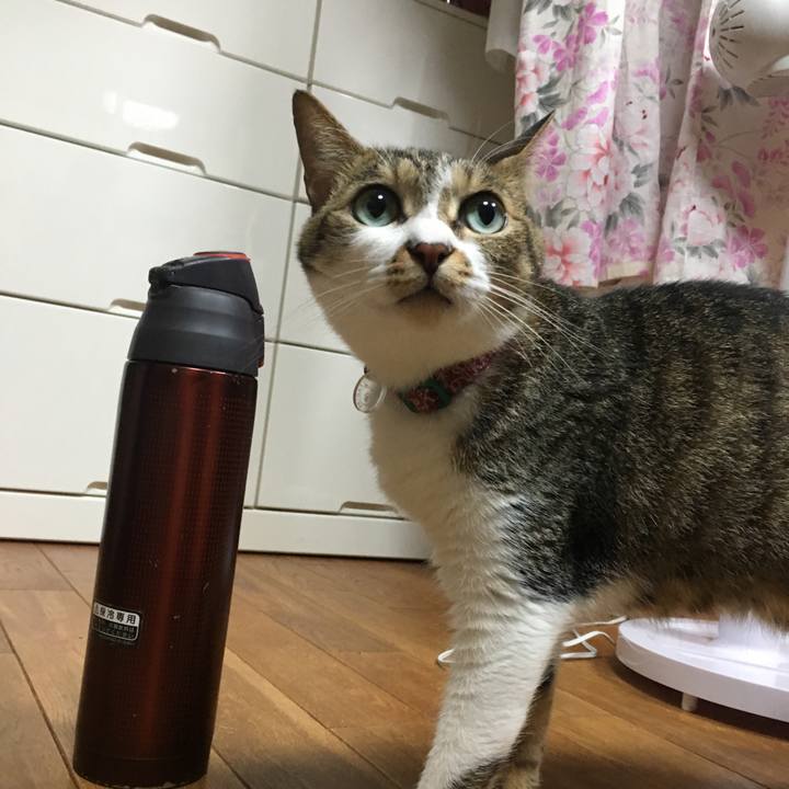 E5be7f06 9898 40e3 a226 d6f59a217ee0