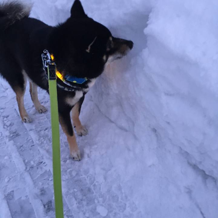 E5c19514 5852 4d70 9412 aa441c65b2f5