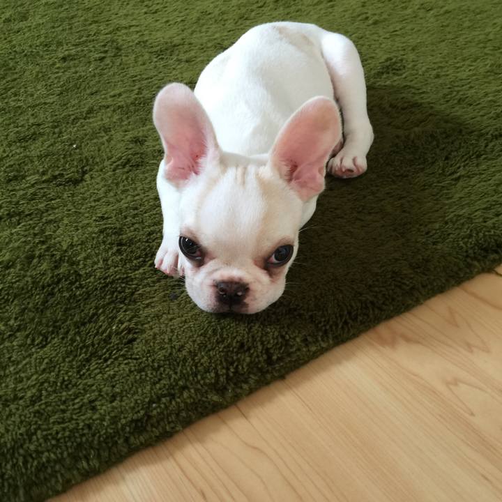 E5cf6dff 0ebe 4472 8b18 33b79bf145f7