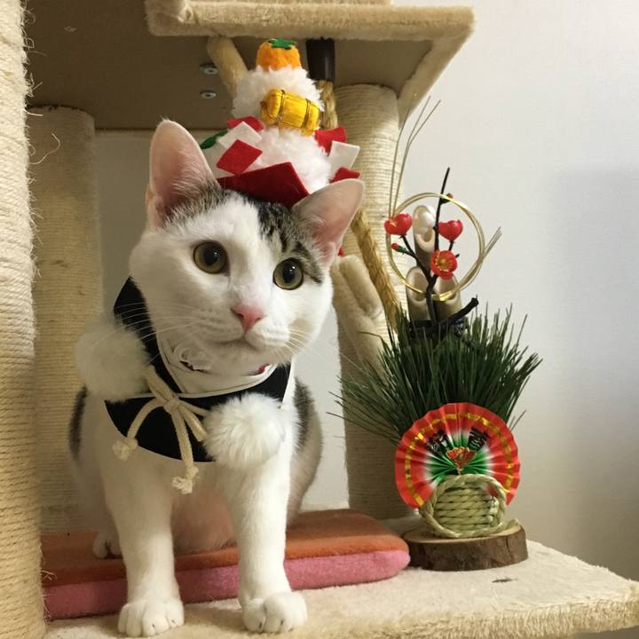 E5d4ba33 5cae 4292 bfe4 feb243561559