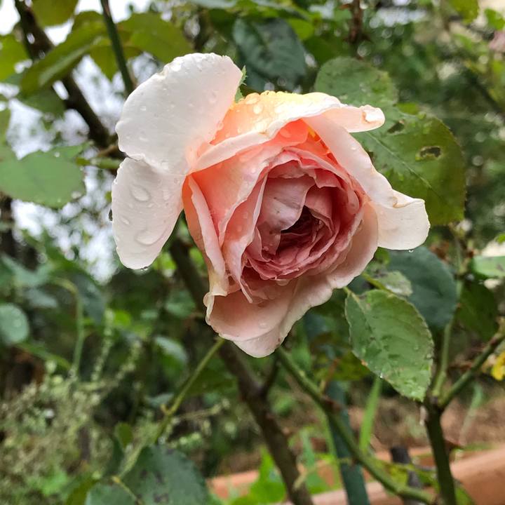 E5f688ea a67c 43ee 9dbd 8213500581c7