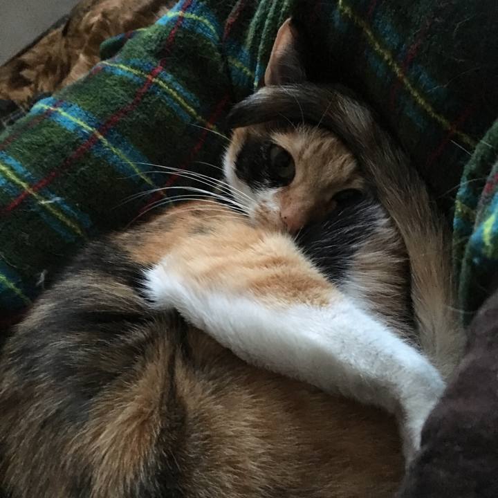 E607c606 cff6 42fd acb3 428545a5241c