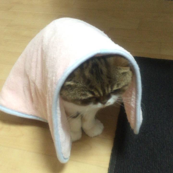 E6086c6e 00e0 41da 9663 a1eaf0257192