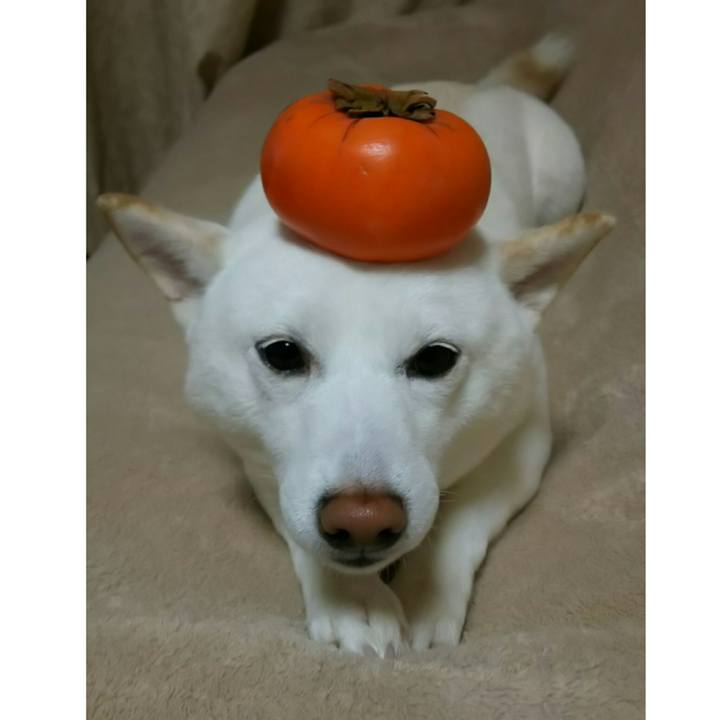 E60a9a51 e794 4798 8d3c 0c3191ad791b