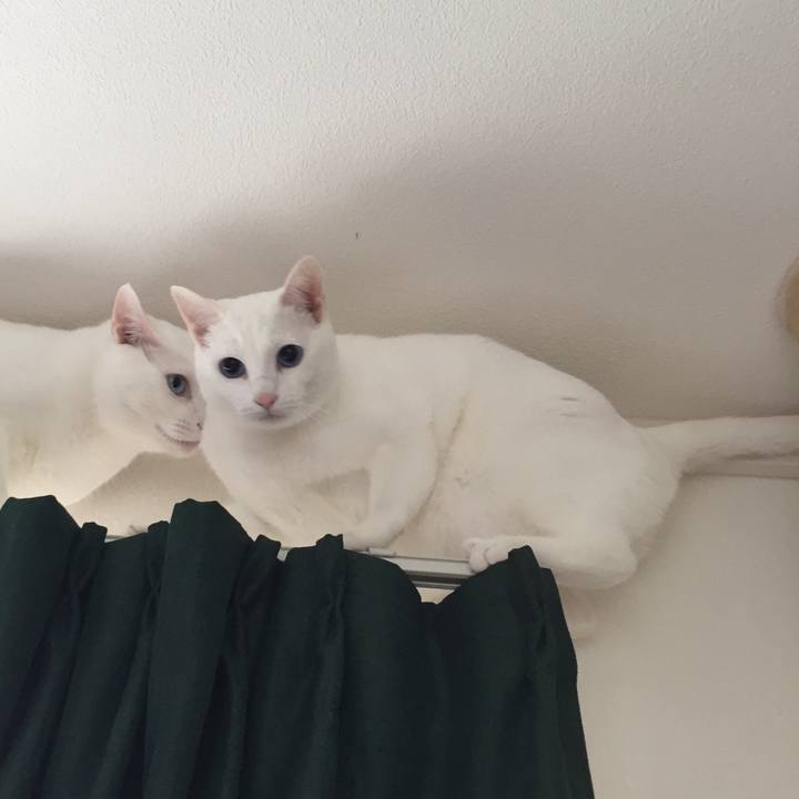 E60fff9c 9a1b 4cad 88dd d96f8c2cdc02