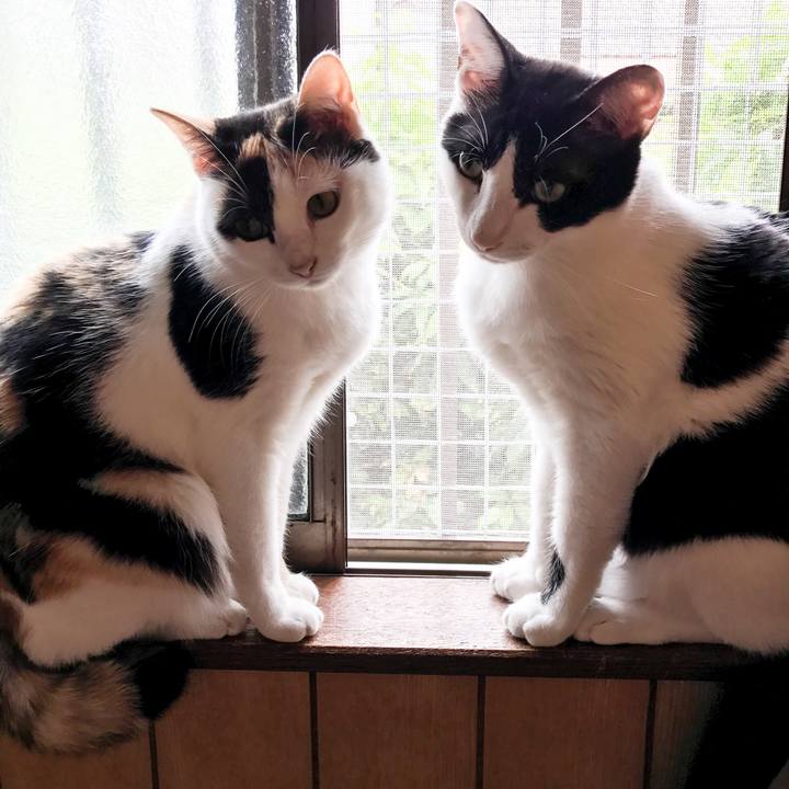 E6299d3c 0452 458d 8b7f 53430491b4ad