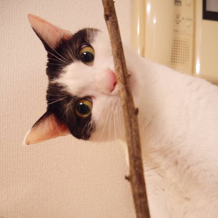 E64ba9e8 28d6 4ea8 b051 ad9d2b4d260a