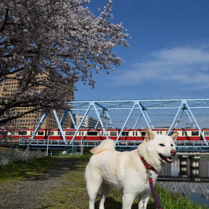 E6670471 cedd 4f65 8148 da4ddbaed5f9