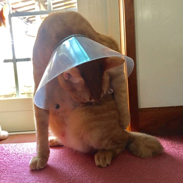 E66c6a77 178c 426b 8117 cbcee14fec4d