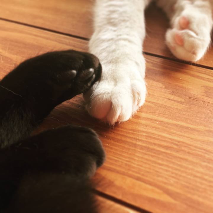 E66c76d2 a4f2 4ca0 83c2 813c43a6fdb4