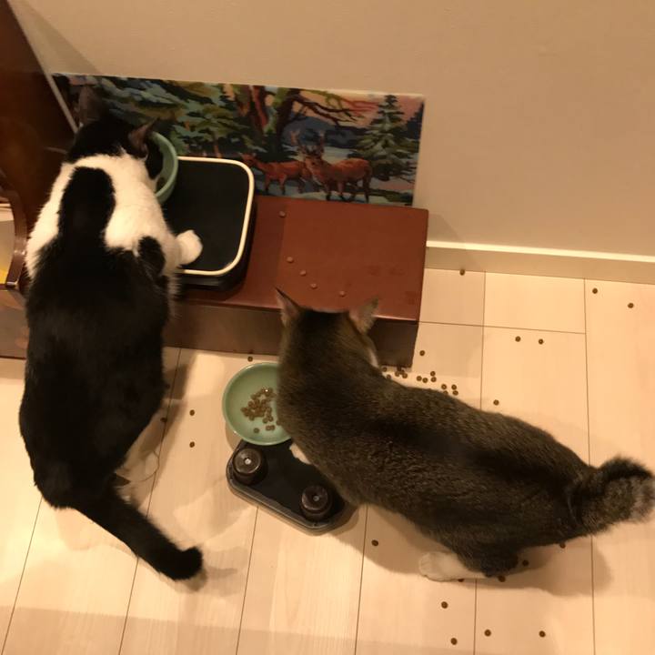 E6781480 4936 4608 b301 4c1890386257