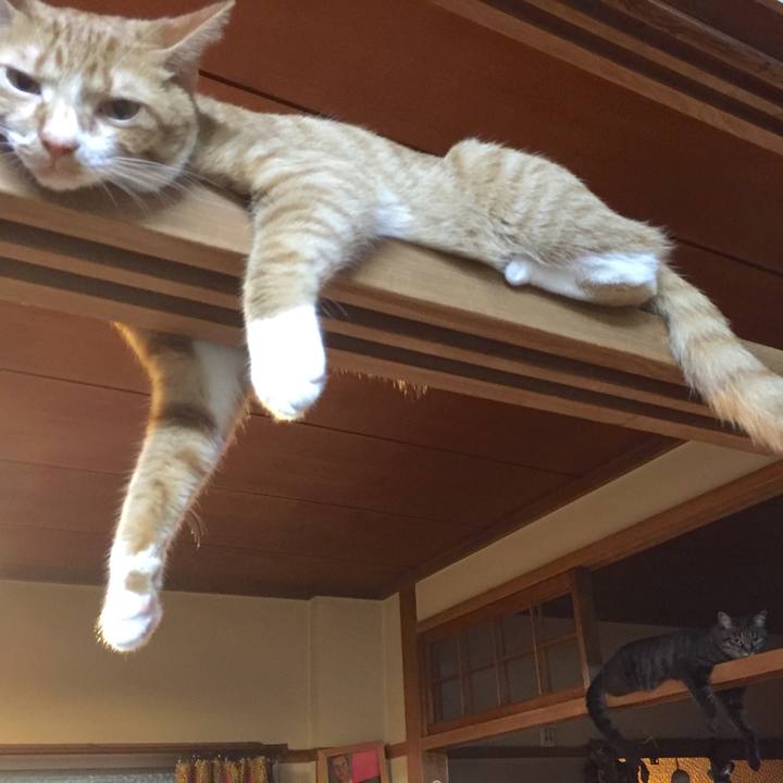 E680ac33 5da8 46e5 b5c0 3519a2048486