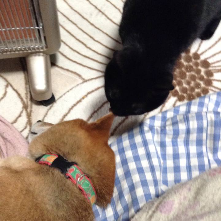 E68c27e2 c50c 4334 b773 a538e2b87318