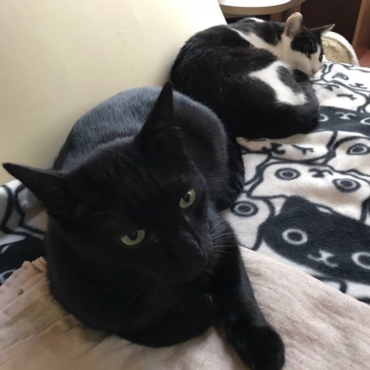 E68fd6eb 9a63 4e0c 84a0 718c8380d49c