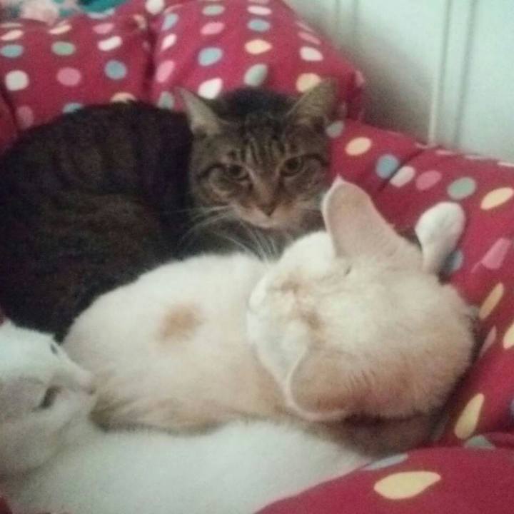 E696bce0 85e2 4b70 96aa 18c5517de921