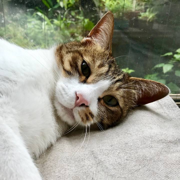 E6971ce0 299f 47ab a0d6 ec9caded20c8