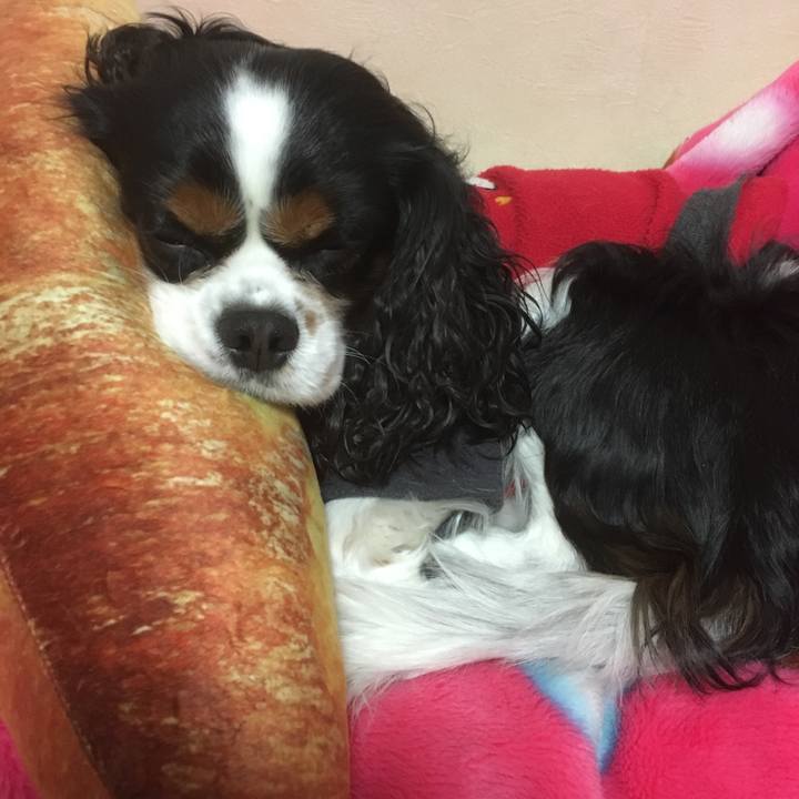 E69a51c3 b7d3 49cf a12f b81a5f69beb5