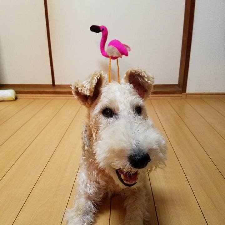 E6a7042c f1d7 4bc8 9cf3 36e0b20d296e