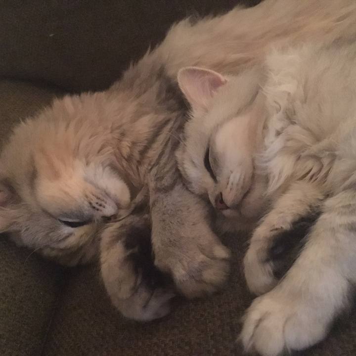 E6ab4639 8248 4160 a6dc 506e42b2874a