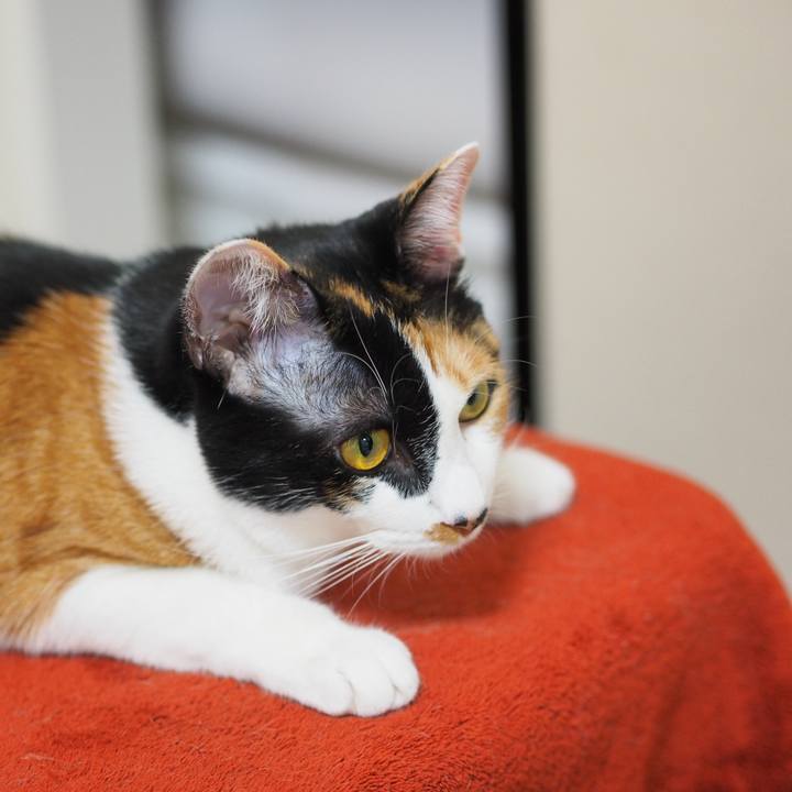 E6ac9edb 4486 468b b33d 6f6c47e360b3