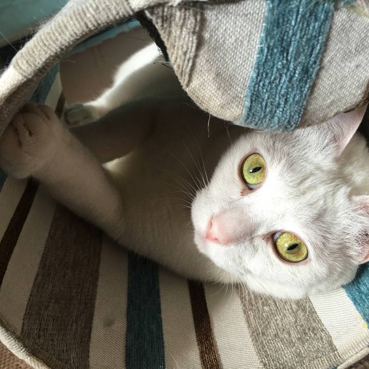 E6aca9e2 ccb1 4371 8b7e 448843091300