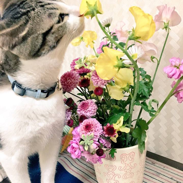 E6b8c4b9 666f 4fe2 8d52 d5e0853e8158