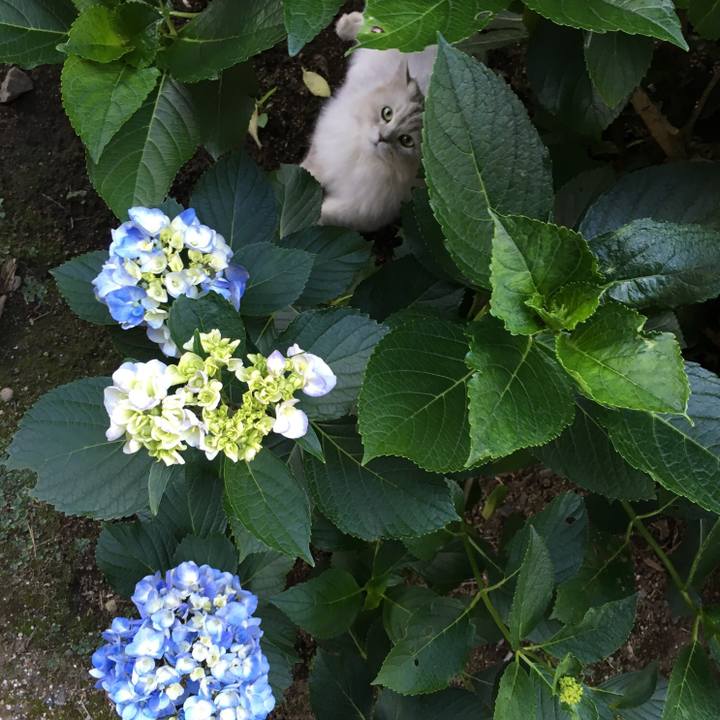 E6b9ccaa 9df0 4296 96ac 2f121d42f415