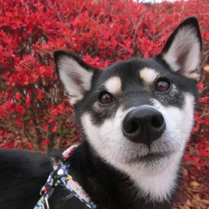 E6c0be00 46c7 4054 8259 bc08b187f883