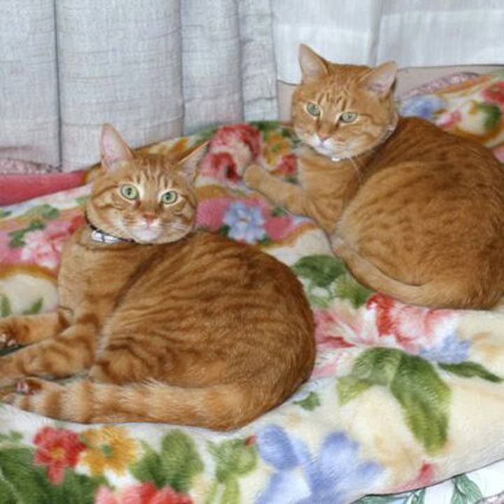 E6c5ffab 47bc 4dc6 97f8 3749ba654280