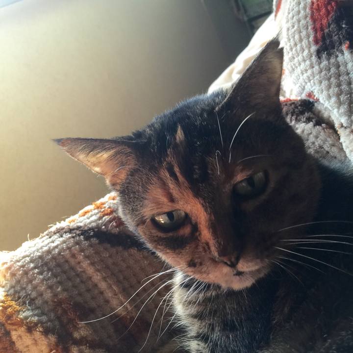 E6d051e6 e625 4fb0 ac15 11dbf541f078