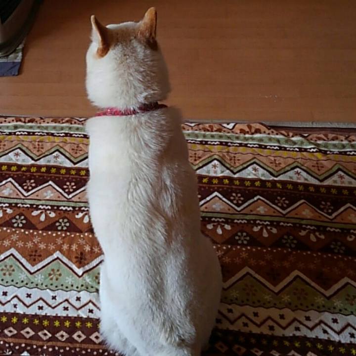 E6def4ff b52c 4114 8cb4 6a995018ec17