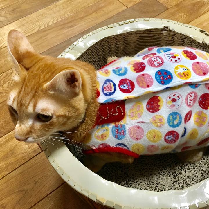 E6e8f4ca 1acd 4aa6 baac d73d80cff0db