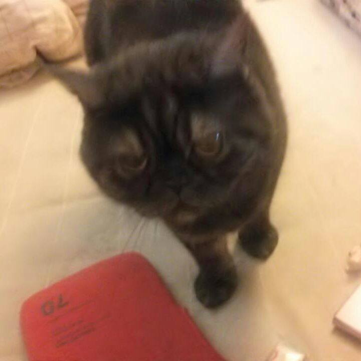 E6ecb06a 4f9b 46a7 b8ed eb4196868486