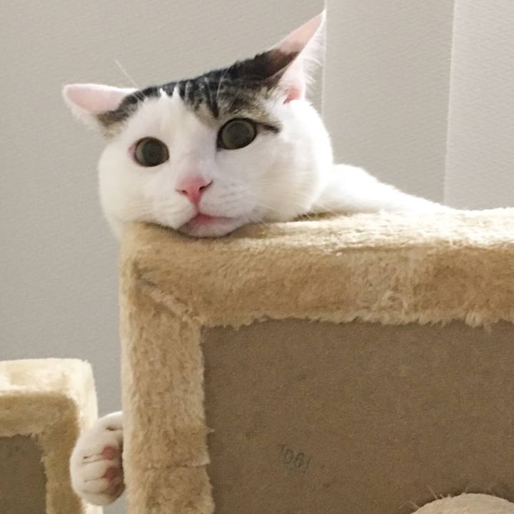 E7009a7c 1d0f 4cfa 84a0 29ea2c6cb698