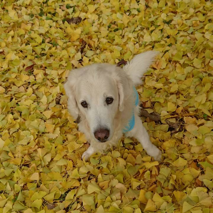 E71a739e e9b5 42d8 ae86 1599fee83a2a