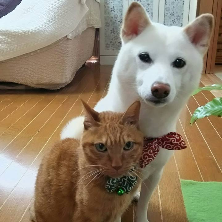 E71bd276 0094 4697 8510 aaf464b79cb5