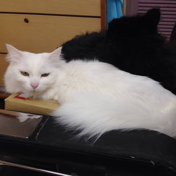 E74ec440 5470 4150 8998 3c77f3528556