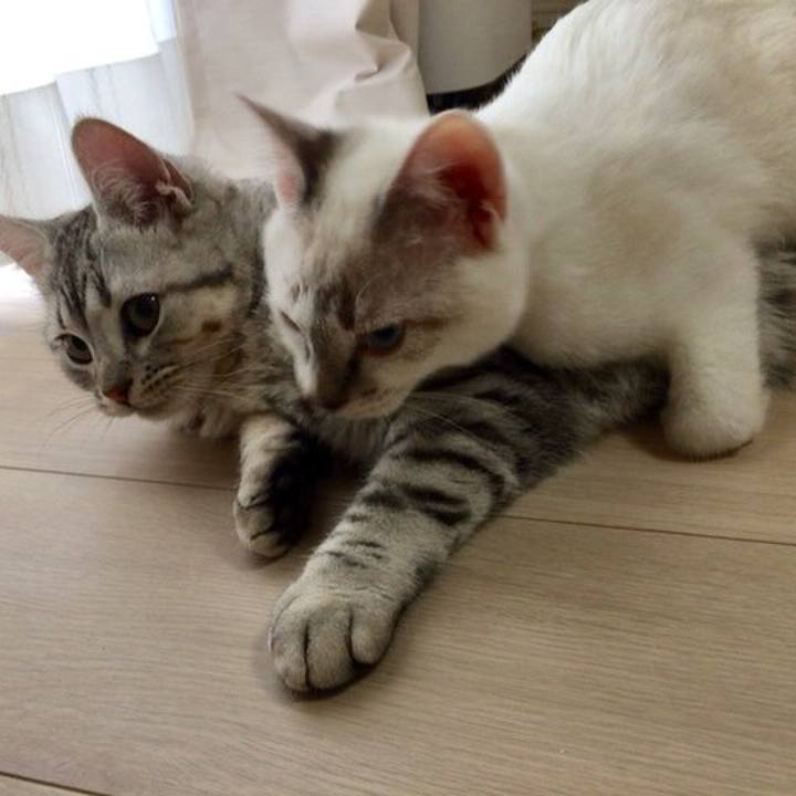 E7512a6a 0473 45f4 bd25 b59c201ef1c8