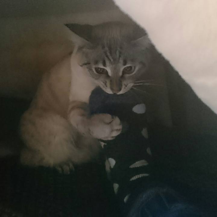 E77fa520 86a6 4ff7 af7b debec6e08f60