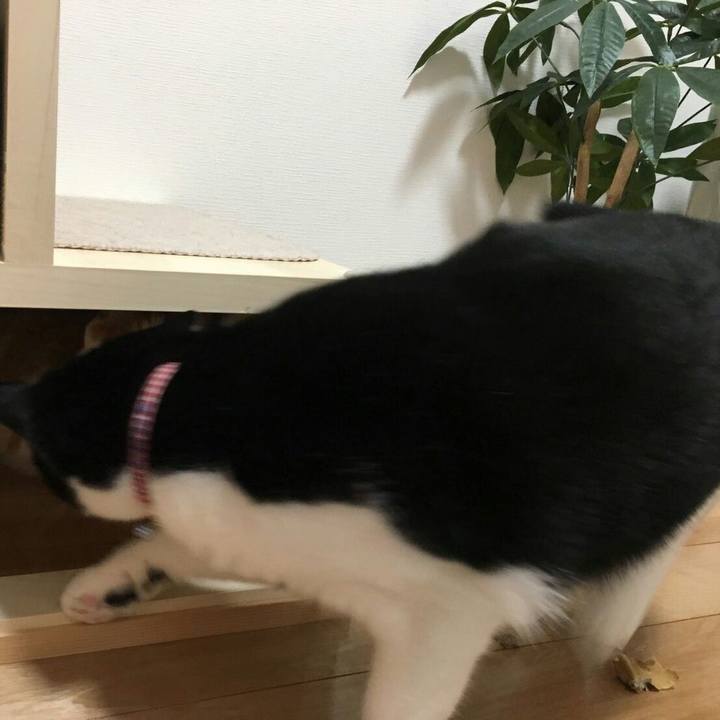 E7803261 121c 4ee7 99e1 40d2281ec992