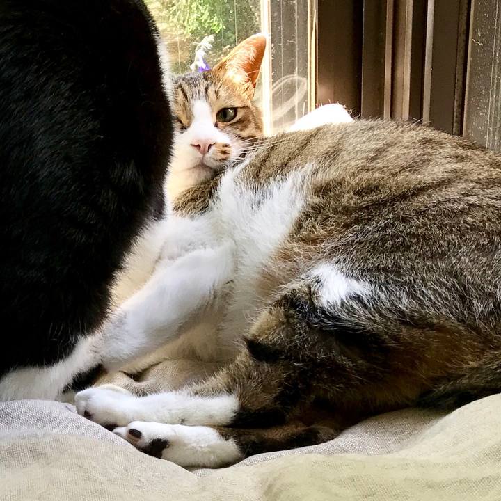 E781bf55 c4cf 43bb 9904 2053edac39ca