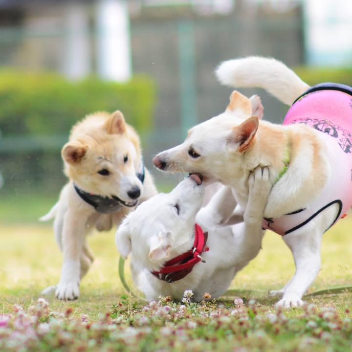 E78c5f6a 515f 4e41 a916 3e7d93195566