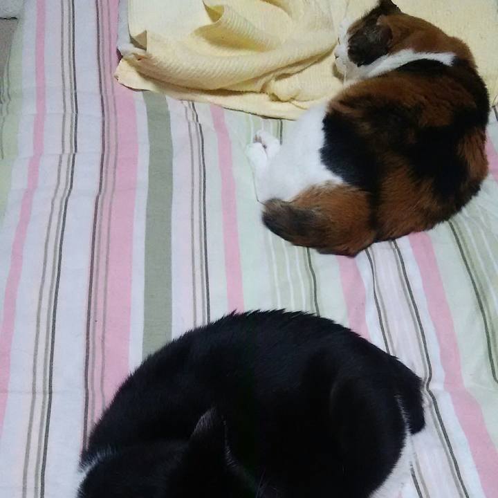 E7935ab8 4cc4 4a38 ab4c d5318c2d2109