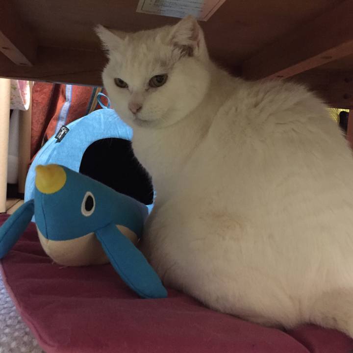 E7be6e2c 1e41 49e7 92f3 ac7856ba1ed4