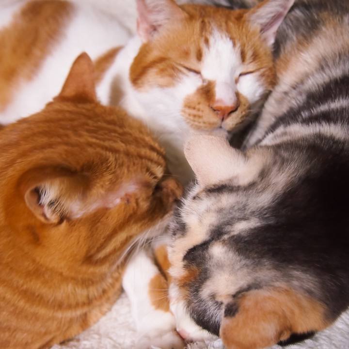 E7c45d8d 9cc5 44fe 8314 cca68bae3a8c