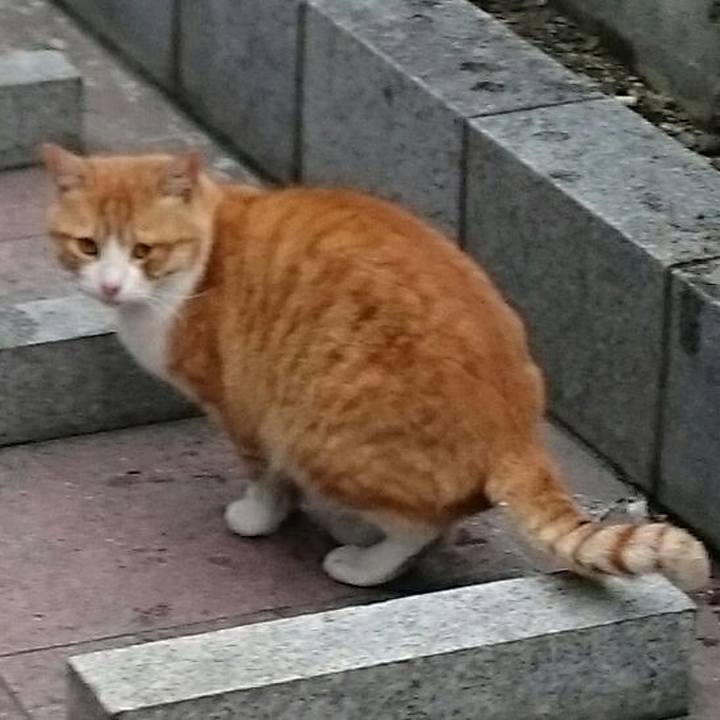 E7cab98f af8a 400b 86a7 5ed31876290e