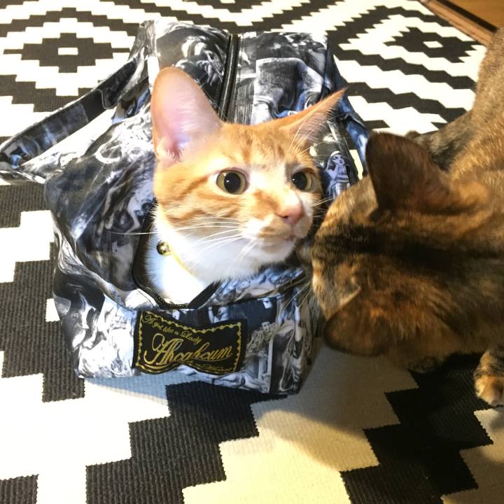 E7e959b6 c49a 46dc 99d1 c357f9254e3d